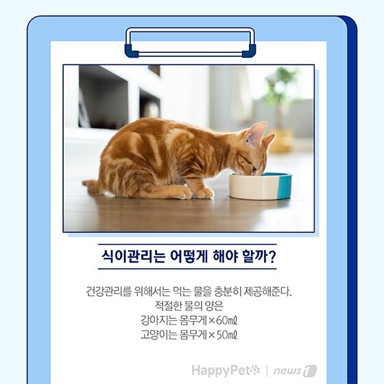 본문 이미지 - 펫카드 반려동물 만성신부전 ⓒ 뉴스1