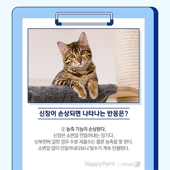 본문 이미지 - 펫카드 반려동물 만성신부전 ⓒ 뉴스1