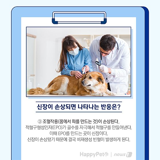본문 이미지 - 펫카드 반려동물 만성신부전 ⓒ 뉴스1