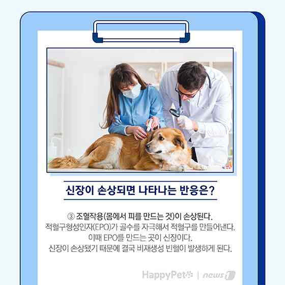 펫카드 반려동물 만성신부전 © 뉴스1