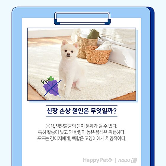 본문 이미지 - 펫카드 반려동물 만성신부전 ⓒ 뉴스1