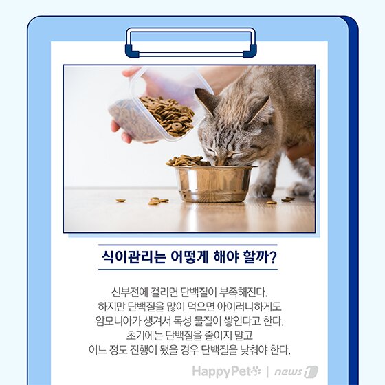 본문 이미지 - 펫카드 반려동물 만성신부전 ⓒ 뉴스1