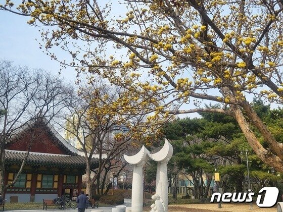 본문 이미지 - 4일 오전 대구 중구 경상감영공원에 산수유 나무에 핀 꽃. 2023.3.4/뉴스1 ⓒ News1 이성덕 기자