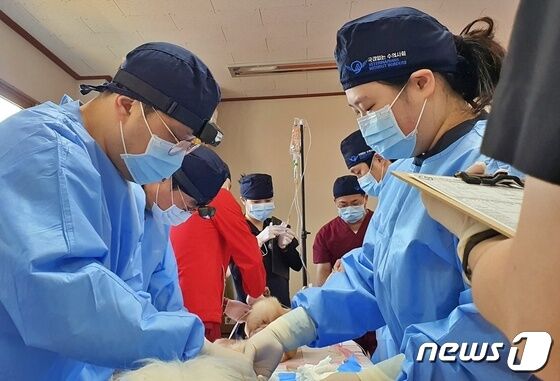 서울대학교 수의과대학 봉사단과 국경없는 수의사회는 5일 경북 경주시 한스케어스쿨 경주개 동경이 보전연구소에서 봉사활동을 진행했다. © 뉴스1 최서윤 기자