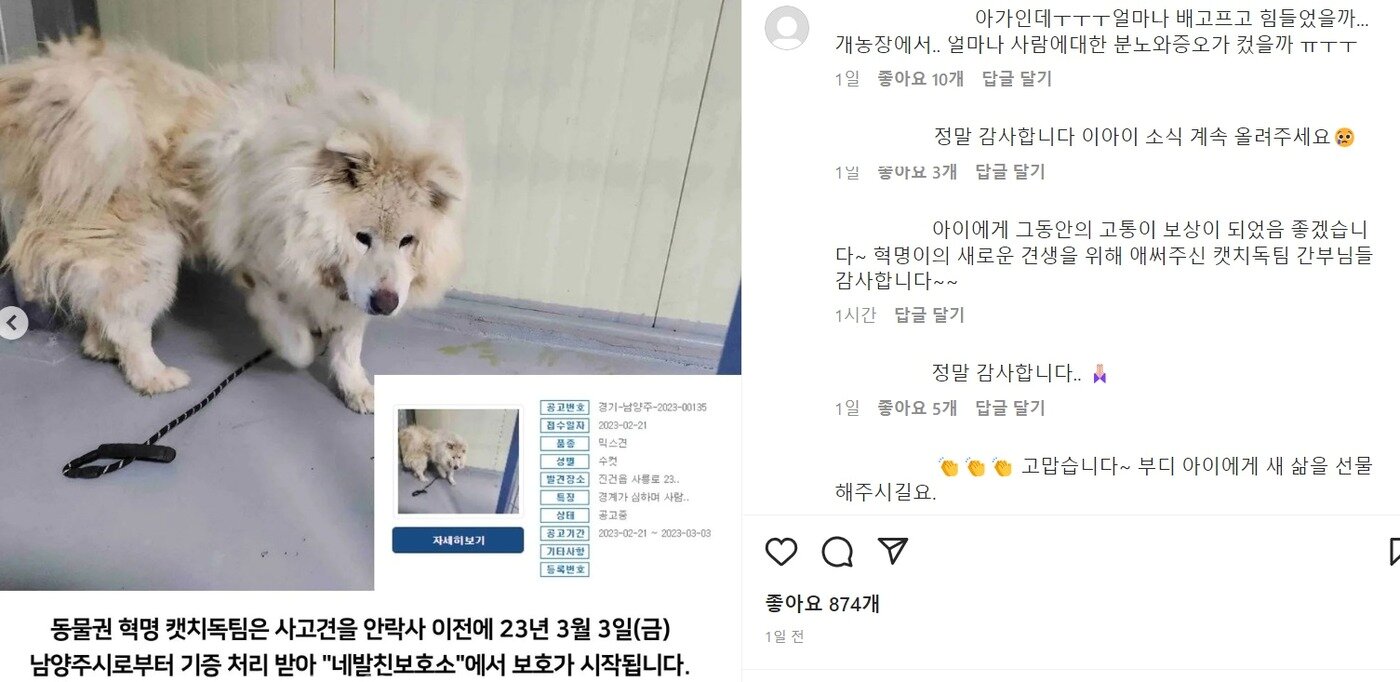 본문 이미지 - 2021년 5월 남양주시 진건읍 야산에서 50대 여성을 습격해 뒷목 등을 물어뜯어 숨지게 한 이른바 '살인견'이 동물보호단체로 기증돼 '혁명이'라는 이름으로 살아가고 있다. (사진=캣치독팀 SNS 캡쳐)