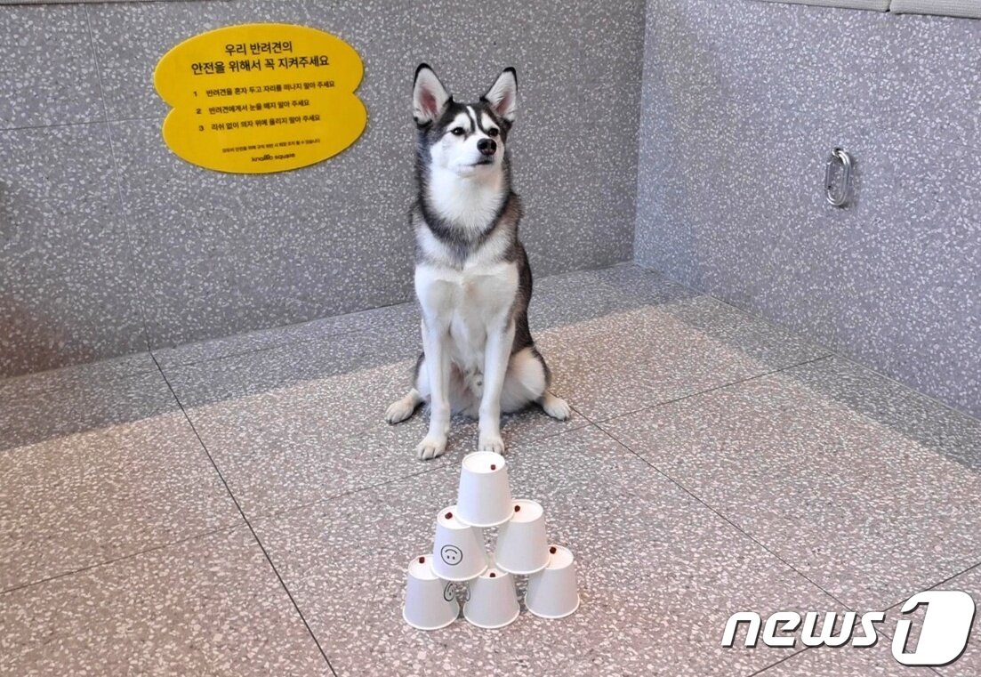 본문 이미지 - 스파크펫은 5일 서울 강남구 청담동 놀로스퀘어에서 '컬처데이' 행사를 진행했다.(스파크펫 제공) ⓒ 뉴스1