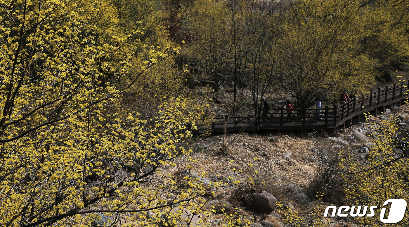 (구례=뉴스1) 서순규 기자 = 8일 오후 전남 구례군 산동면 반곡마을에 봄꽃을 찾아온 상춘객들의 발길이 이어지고 있다.코로나19 장기화로 4년만에 열리는 2023구례산수유꽃축제는 …