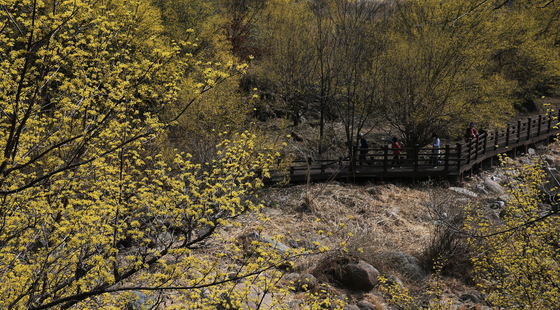 노랗게 물든 구례 산수유