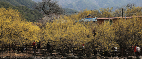 봄꽃 찾아온 상춘객