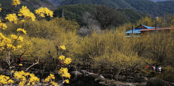 노랗게 물든 산수유 보러