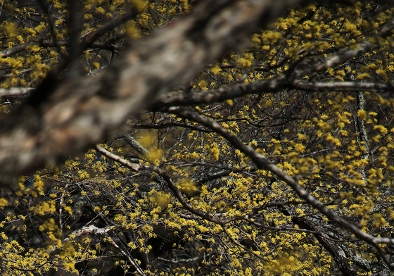 구례 산수유 만끽하는 상춘객