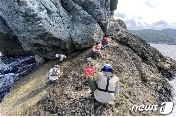 본문 이미지 - 지난 2021년 거문도 생태휴식제 시범사업구간 폐납 제거 작업 모습(환경부 제공) 
