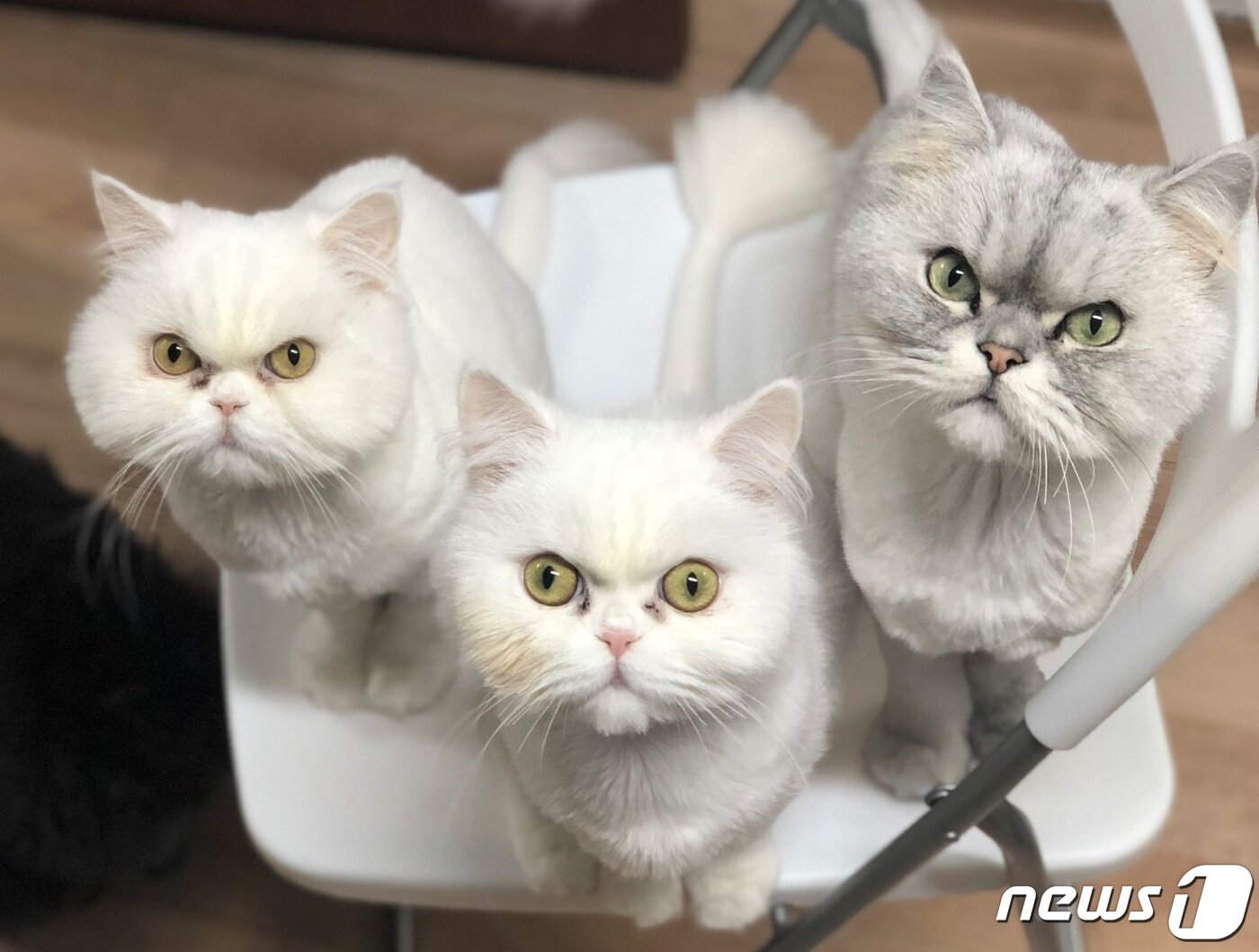 본문 이미지 - 제제네 고양이 가족&#40;SNC동물메디컬센터 제공&#41; ⓒ 뉴스1