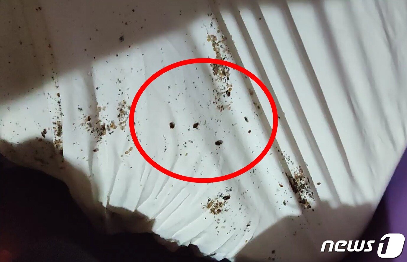 본문 이미지 - ('보배드림' 갈무리)