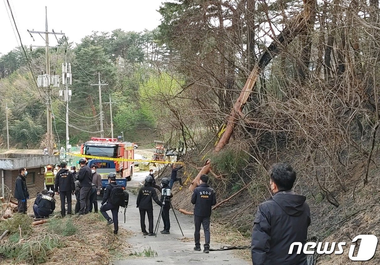 산림청 중앙산불방지대책본부는 11일 08시 30분 강원도 강릉시 난곡동 일원에서 발생한 산불의 원인을 강풍으로 나무가 쓰러지면서 전선을 덮쳐 단선되어 불꽃을 일으킨 것으로 추정하고 정확한 원인을 조사하고 있다. 발화지점으로 추정되는 강원 강릉시 난곡동 일원의 강풍에 쓰러진 나무. &#40;산림청 제공&#41; 2023.4.11/뉴스1