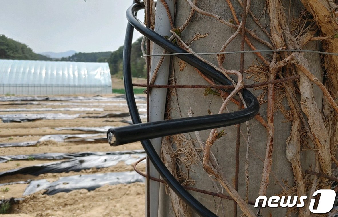 본문 이미지 - 산림청 중앙산불방지대책본부는 11일 08시 30분 강원도 강릉시 난곡동 일원에서 발생한 산불의 원인을 강풍으로 나무가 쓰러지면서 전선을 덮쳐 단선되어 불꽃을 일으킨 것으로 추정하고 정확한 원인을 조사하고 있다. 산림청은 산불이 발생하자 곧바로 국립산림과학원과 한국산불방지기술협회 관계자를 현장으로 급파하여 산불이 발화된 곳으로 추정된 곳을 보존하고 발화 원인을 조사 중이다. 사진은 발화지점으로 추정되는 강원도 강릉시 난곡동 일원의 강풍에 쓰러진 나무에 단선된 전선. (산림청 제공) 2023.4.11/뉴스1