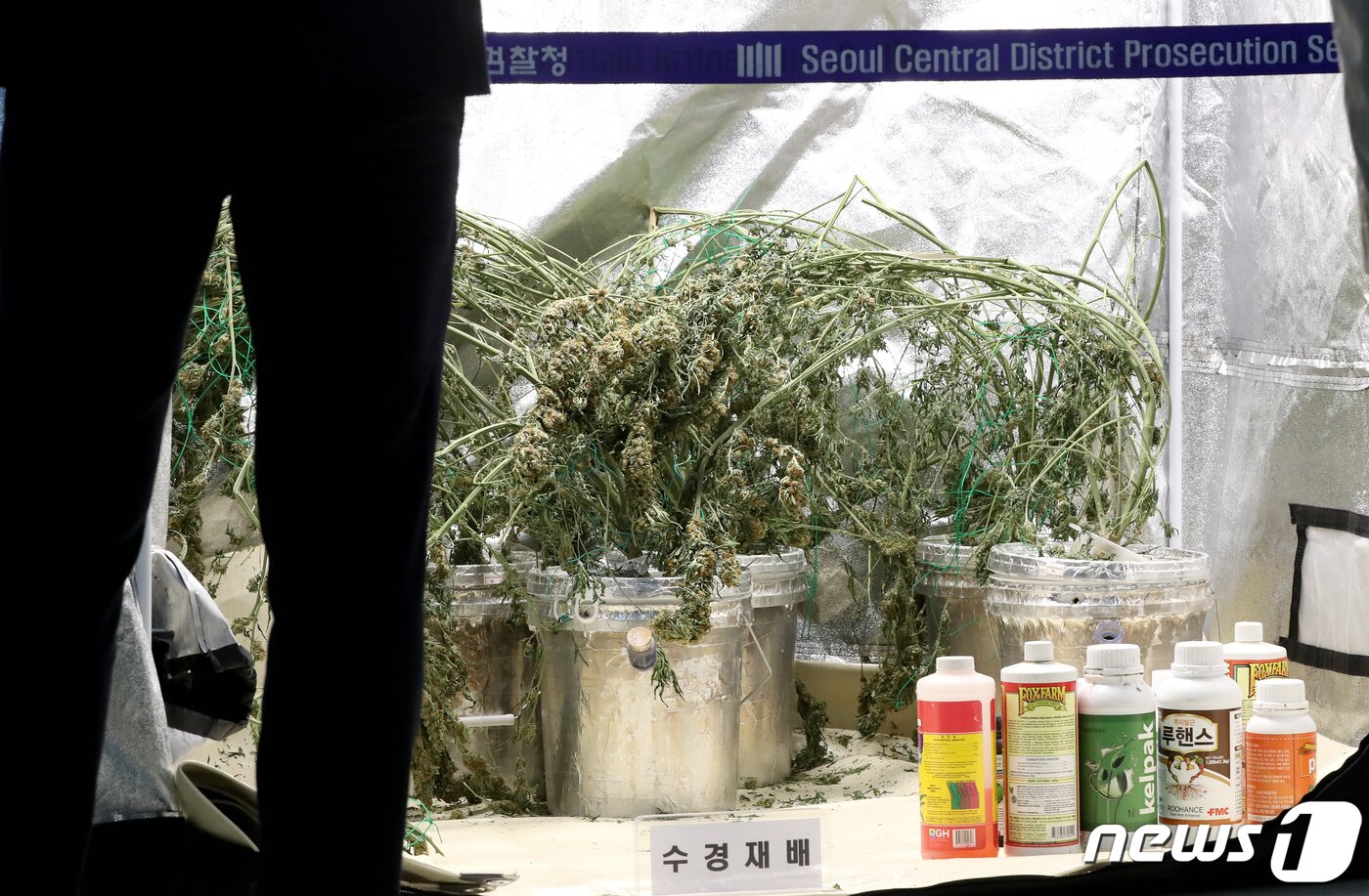 본문 이미지 - 서울 서초구 서울중앙지검에서 열린 브리핑에서 대마 전문 재배·생산시설이 공개됐다. ⓒ News1 장수영 기자