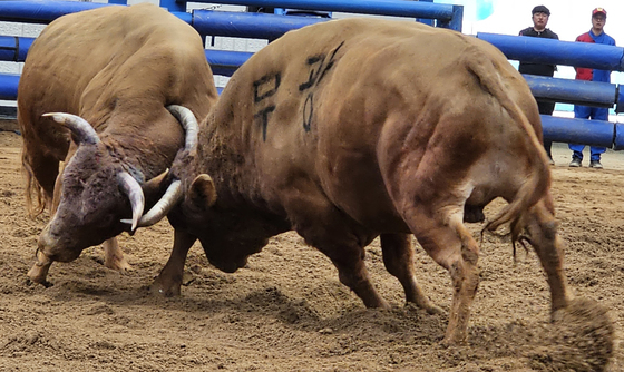 청도 소싸움 24일 개막…연말까지 토·일 1224경기 진행