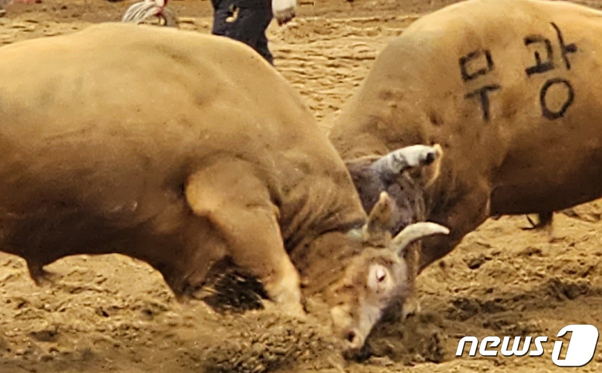 청도소싸움축제 소태백 결승전. 2023.4.14/뉴스1 ⓒ News1 정우용 기자