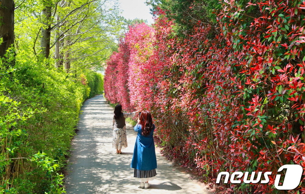 본문 이미지 - 청산수목원 홍가시나무 모습(태안군 제공)