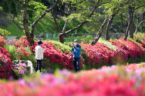 졸업사진 찍던 초등생 4명, '영산홍' 먹고 복통·구토…병원 치료