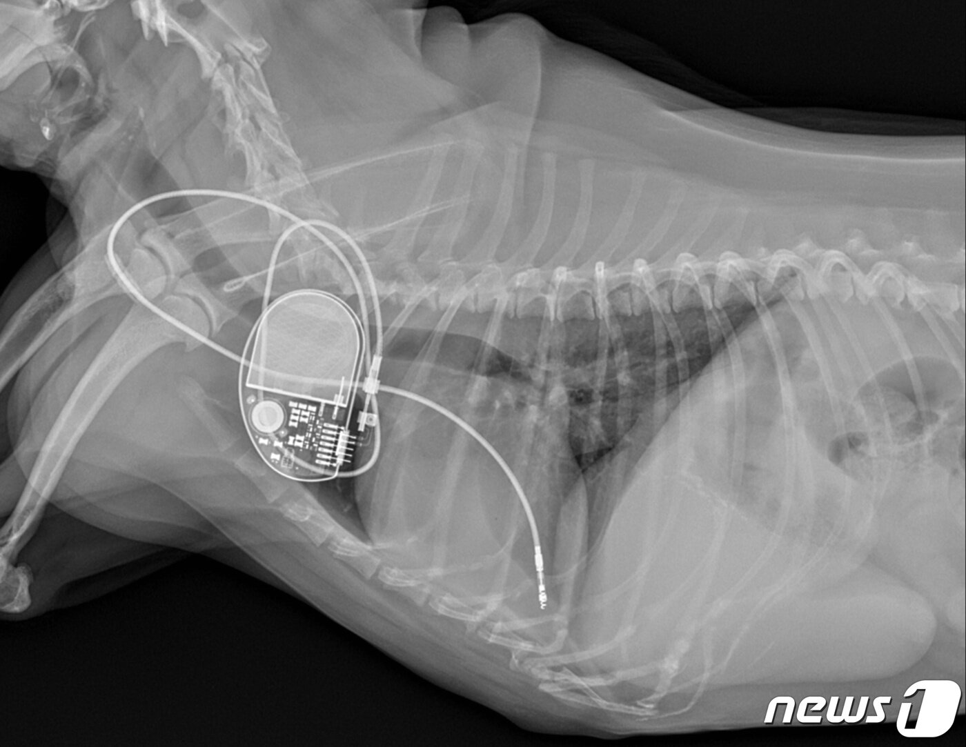 본문 이미지 - 심장 검사를 받고 있는 강아지 신체 모습(VIP동물의료센터 제공) ⓒ 뉴스1