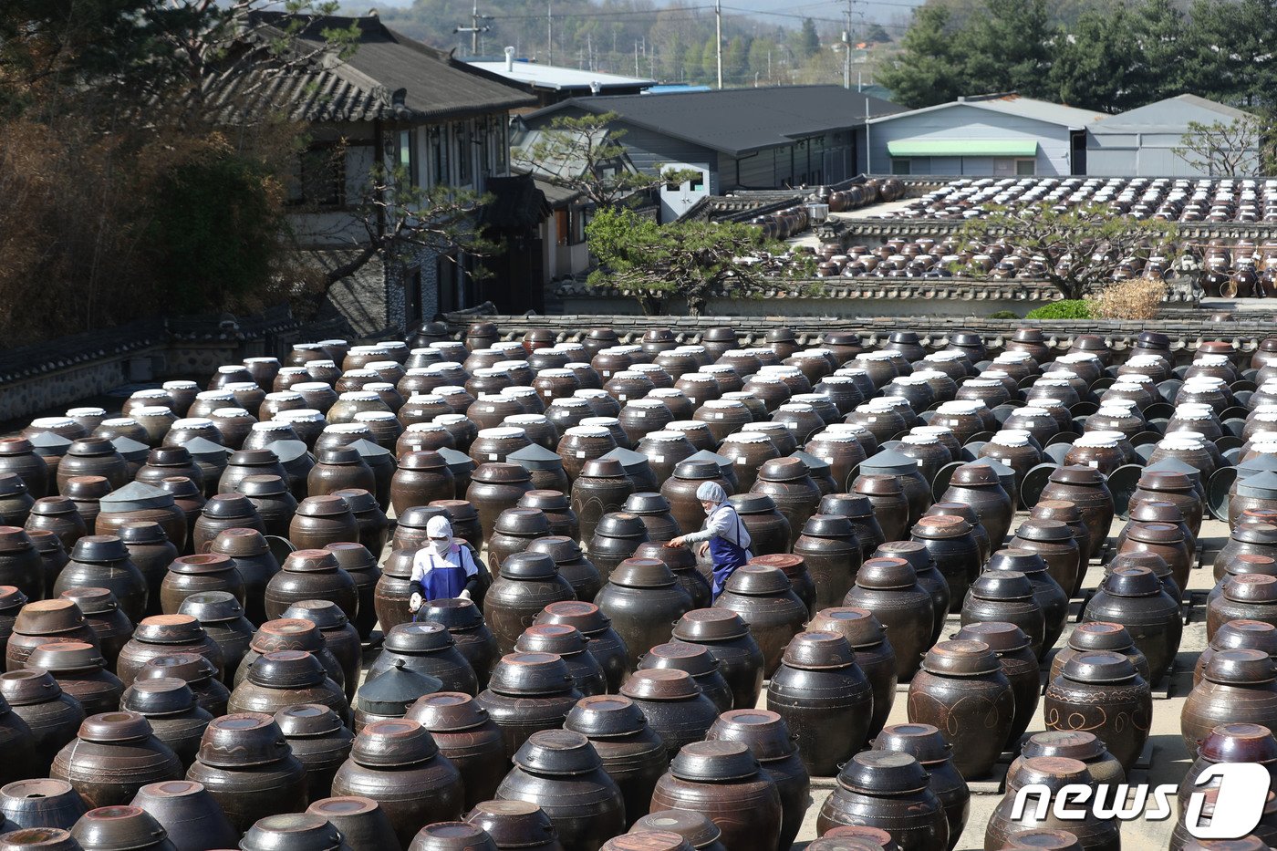 본문 이미지 - 초여름 화창한 날씨를 보인 19일 경기 안성시 일죽면 서일농원에서 직원들이 장독대를 닦고 있다. 2023.4.19/뉴스1 ⓒ News1 김영운 기자