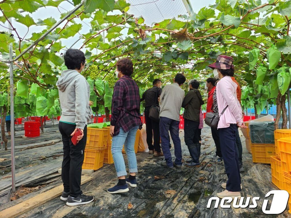 본문 이미지 - 경북 상주 샤인머스캣 농가 모습&#40;쿠팡 제공&#41;