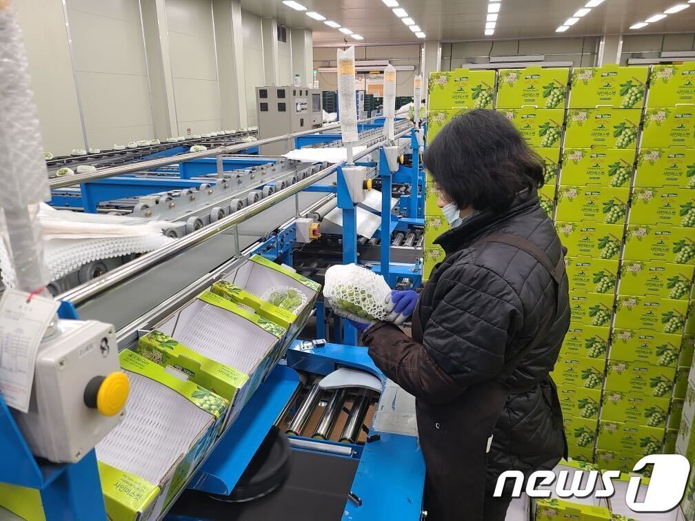 본문 이미지 - 경북 상주 샤인머스캣 납품 작업 모습&#40;쿠팡 제공&#41;