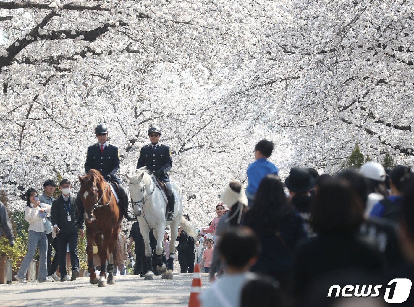 본문 이미지 - 2일 오후 경기 과천시 렛츠런파크 서울에서 기수들이 만개한 벚꽃길 아래로 기마 퍼레이드를 선보이고 있다. 2023.4.2/뉴스1 ⓒ News1 김영운 기자
