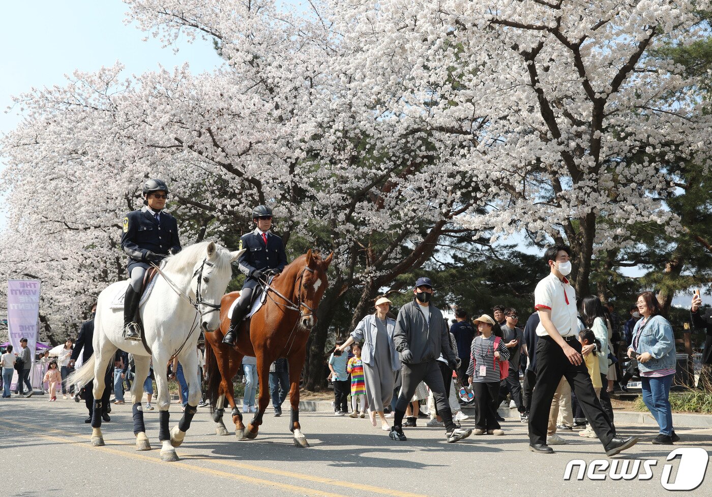 본문 이미지 - 경기 과천시 렛츠런파크 서울에서 기수들이 만개한 벚꽃길 아래로 기마 퍼레이드를 선보이고 있다. (자료사진) 2023.4.2/뉴스1 ⓒ News1 김영운 기자