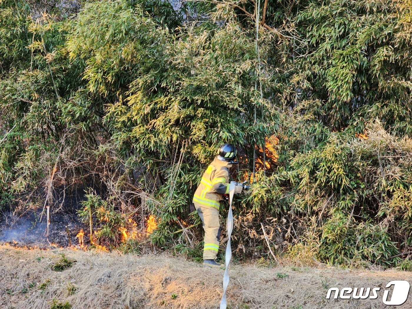 오후 4시 충남 소방대원들이 홍성 서부면의 한 주택 앞까지 근접한 산불을 차단하기 위해 주택을 둘러싸고 있는 대나무숲에 붙은 불을 끄고 있다. 2023.04.02./뉴스1ⓒ 뉴스1 이찬선 기자