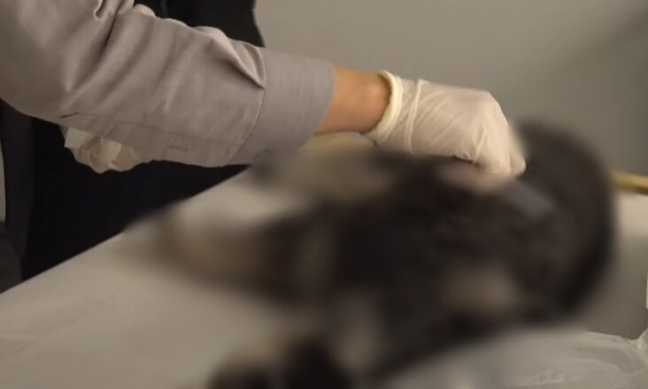 본문 이미지 - 반려동물 장례지도사가 반려견 염습을 진행하는 모습. (유튜브 펫포레스트)