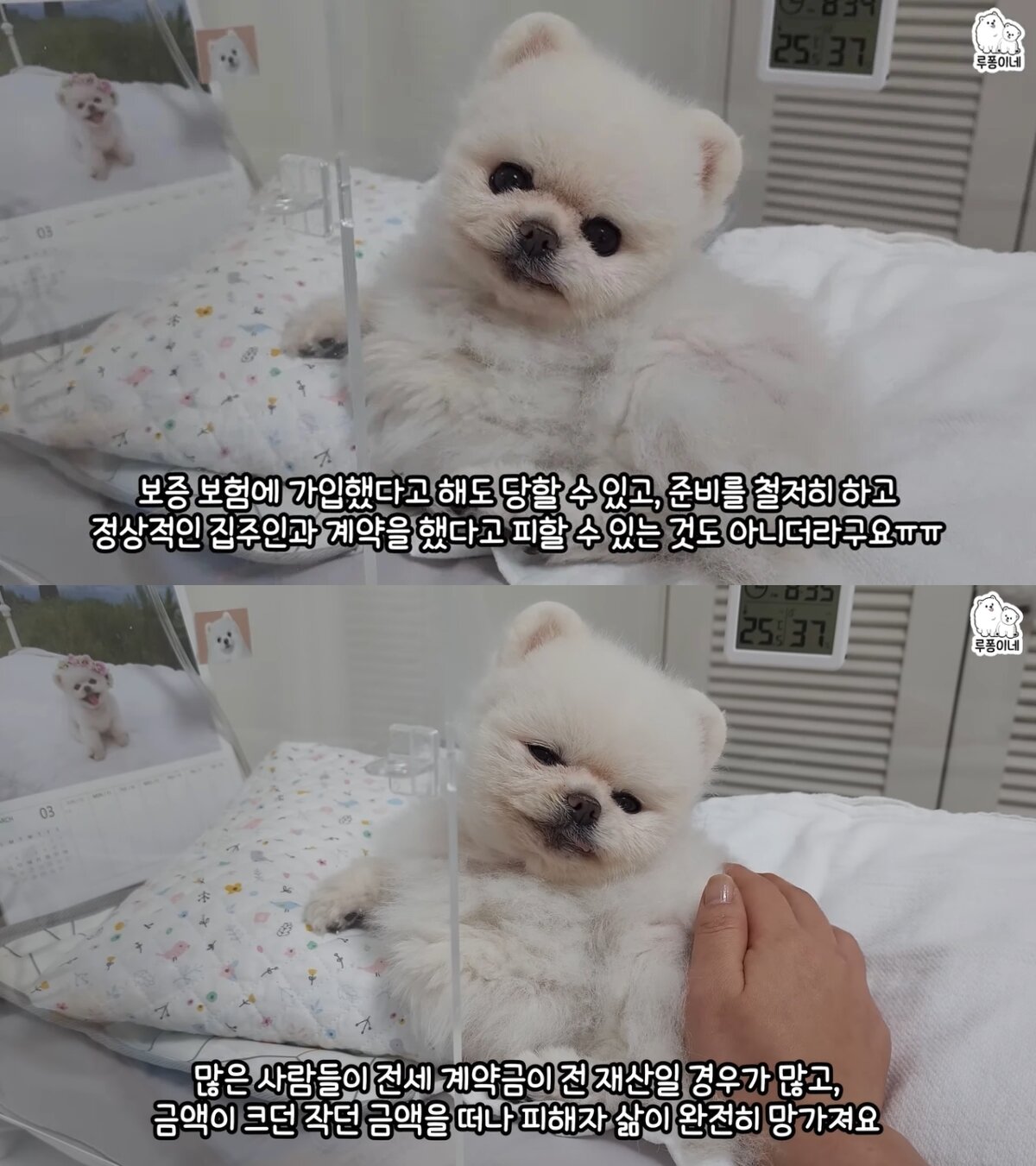 본문 이미지 - (유튜브 '루퐁이네' 갈무리)