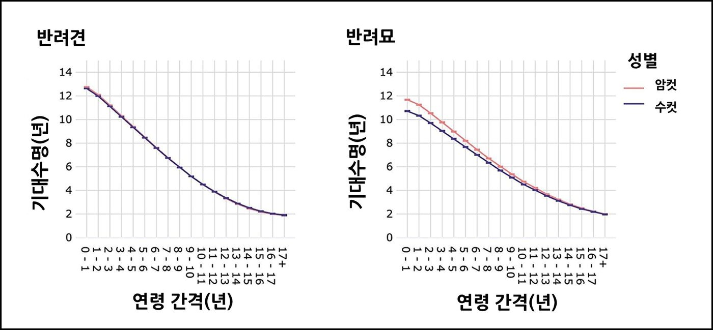 본문 이미지 - 연령 간격과 성별에 따른 개와 고양이의 기대 수명(로얄캐닌 제공) /뉴스1