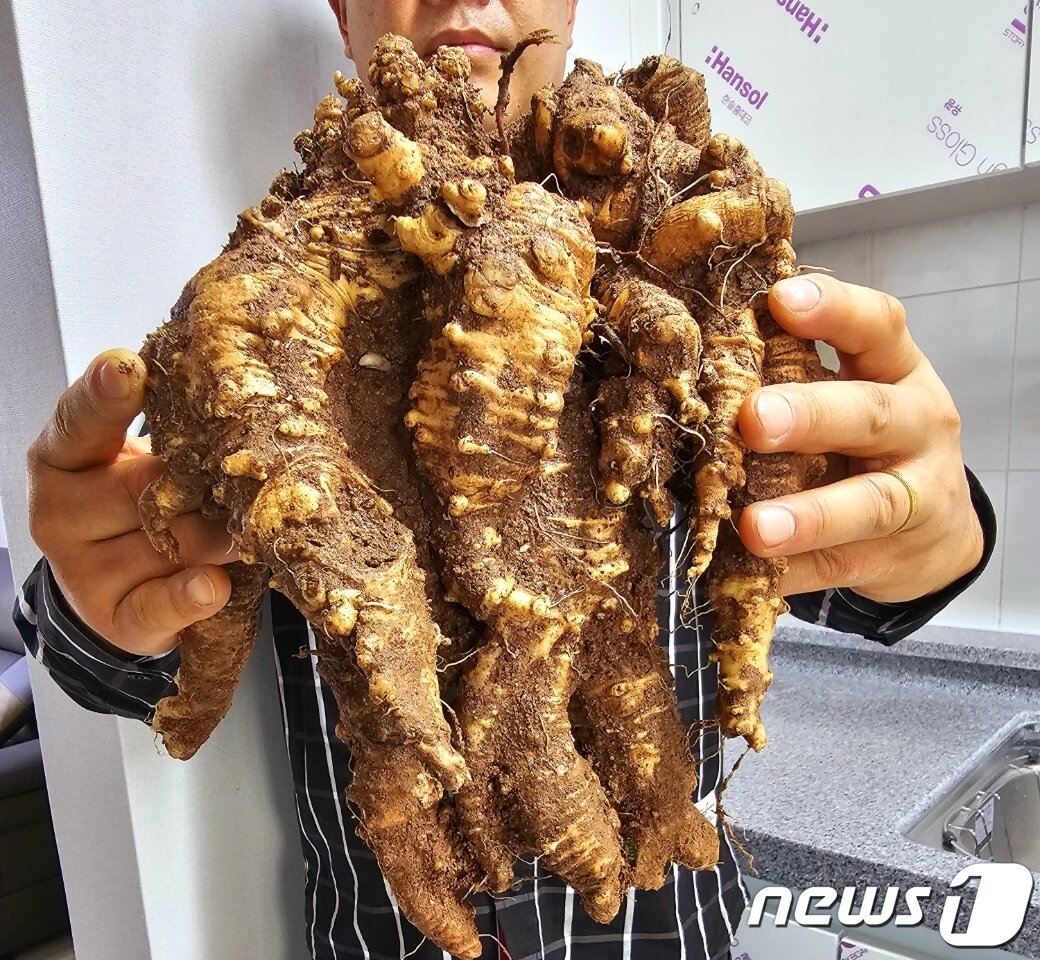 본문 이미지 - 경남 하동 지리산 자락에서 발견된 초대형 야생 더덕.(한국전통심마니협회 제공)