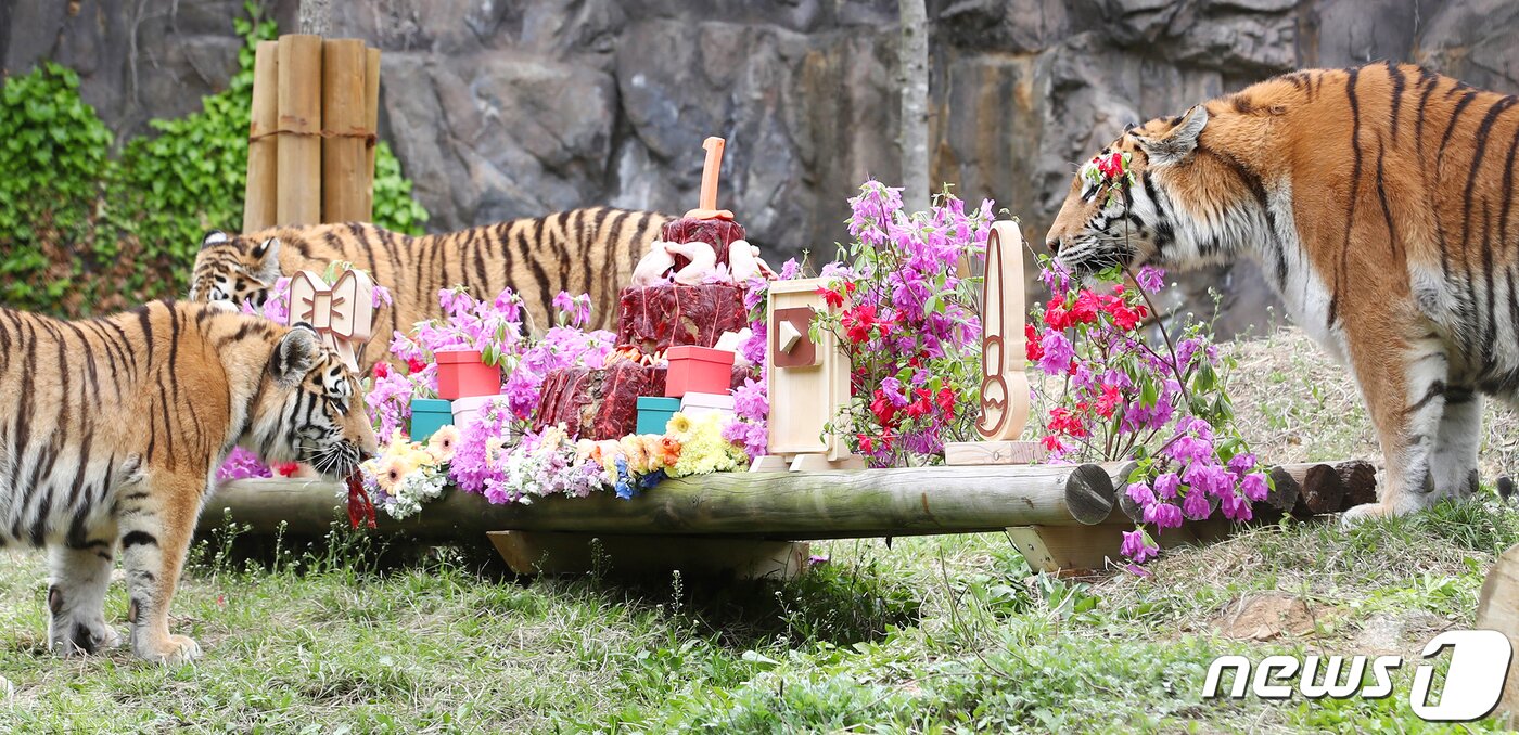 본문 이미지 - 22일 경기 과천 서울대공원에서 열린 시베리아 호랑이 삼둥이(해랑·파랑·사랑) 탄생 1주년 돌잔치 행사에서 삼둥이들이 첫돌상에 관심을 보이고 있다. 2023.4.22/뉴스1 ⓒ News1 김민지 기자