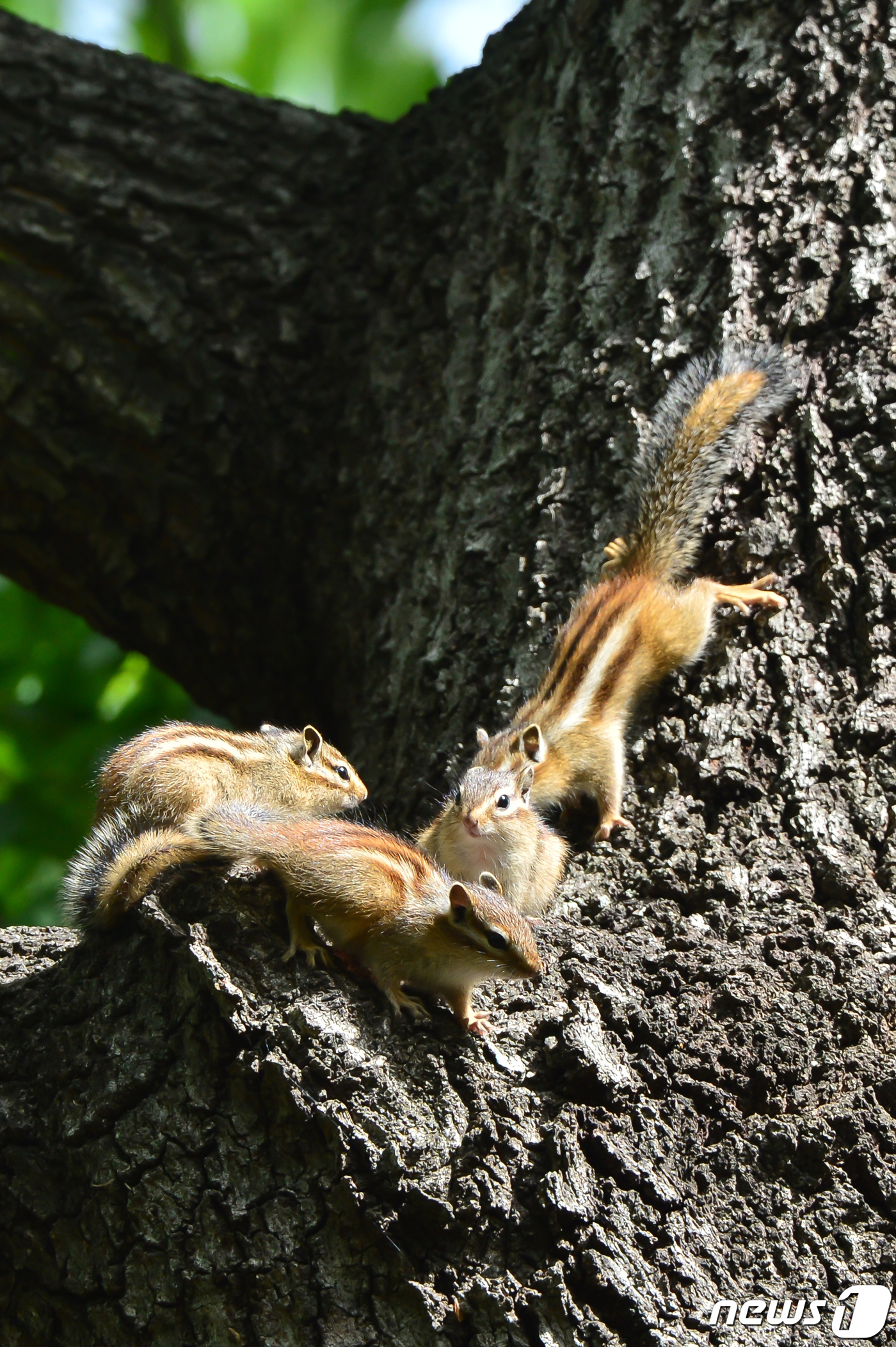 (경주=뉴스1) 최창호 기자 = 22일 경북 경주시 황성공원 숲 속 나무에 둥지를 튼 다람쥐들이 한데 모여 봄볕을 쬐고 있다.2023.4.22/뉴스1