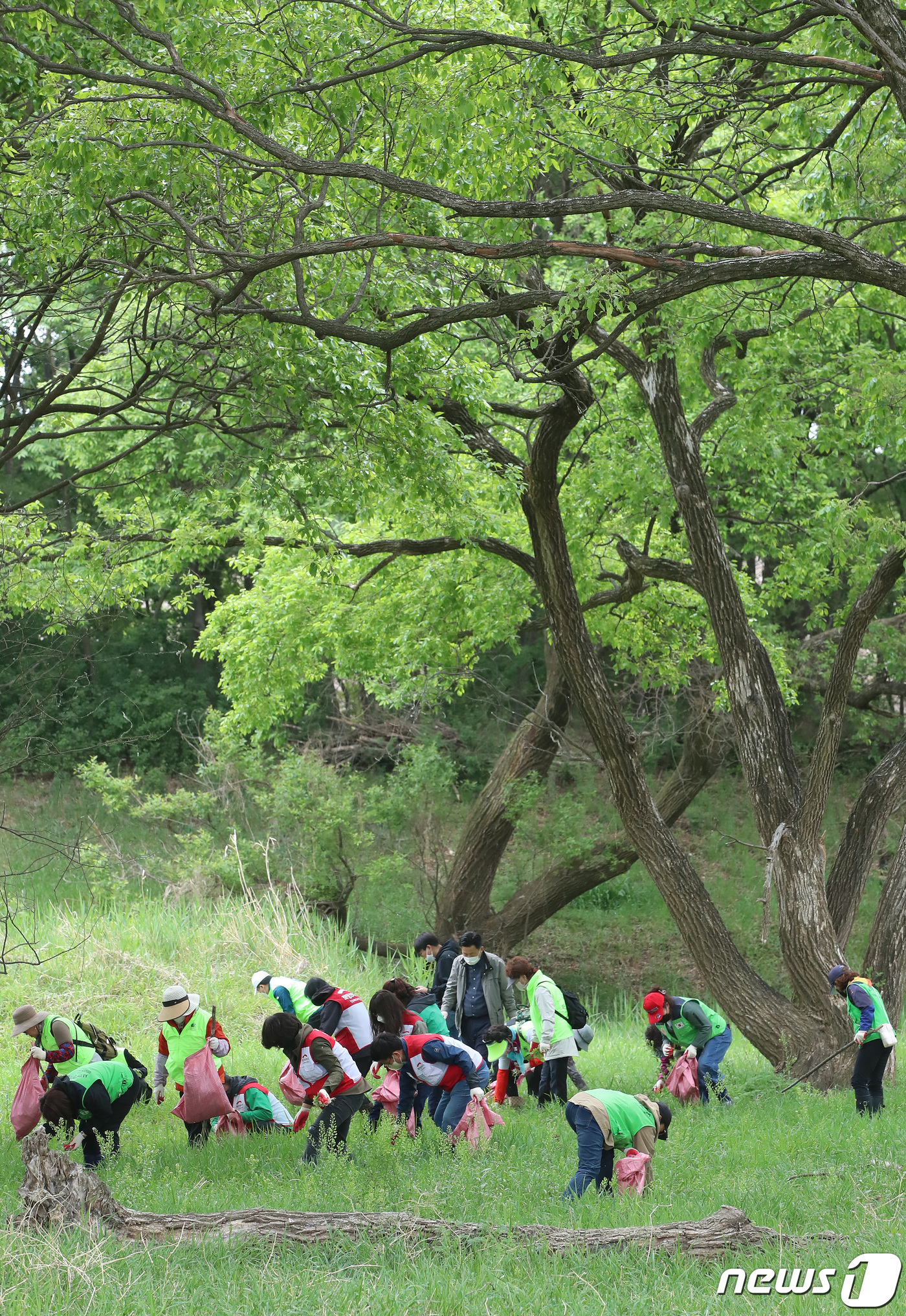 (대구=뉴스1) 공정식 기자 = 24일 오전 대구 달성군 달성습지에서 시민구조봉사단, 남구 환경감시단 등 민간단체 회원과 달성습지관리소 직원 등 70여 명이 습지 일대에 널리 분포 …