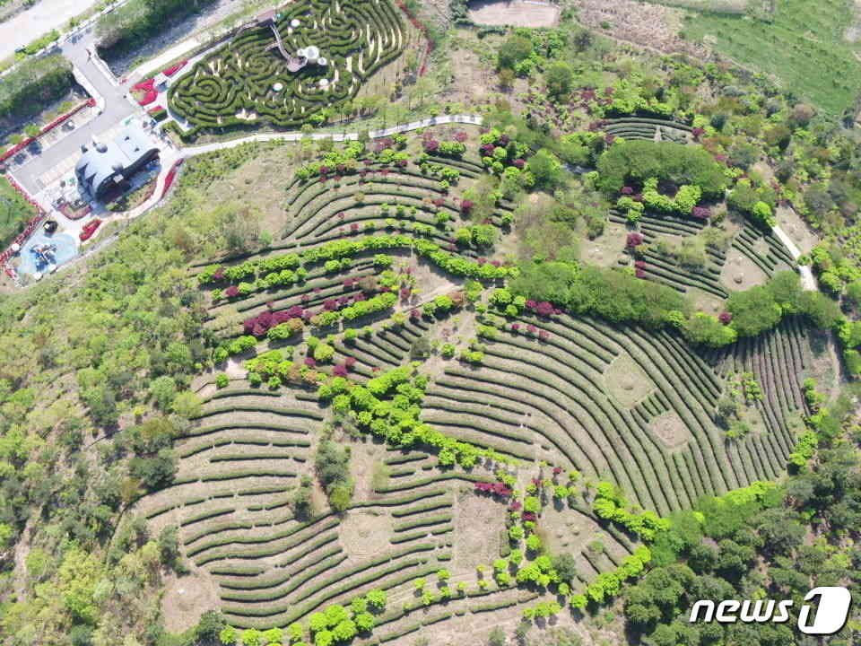 전남 해남군은 두륜산 도립공원의 녹차밭을 5월부터 무료 개방한다. (해남군 제공)/뉴스1 