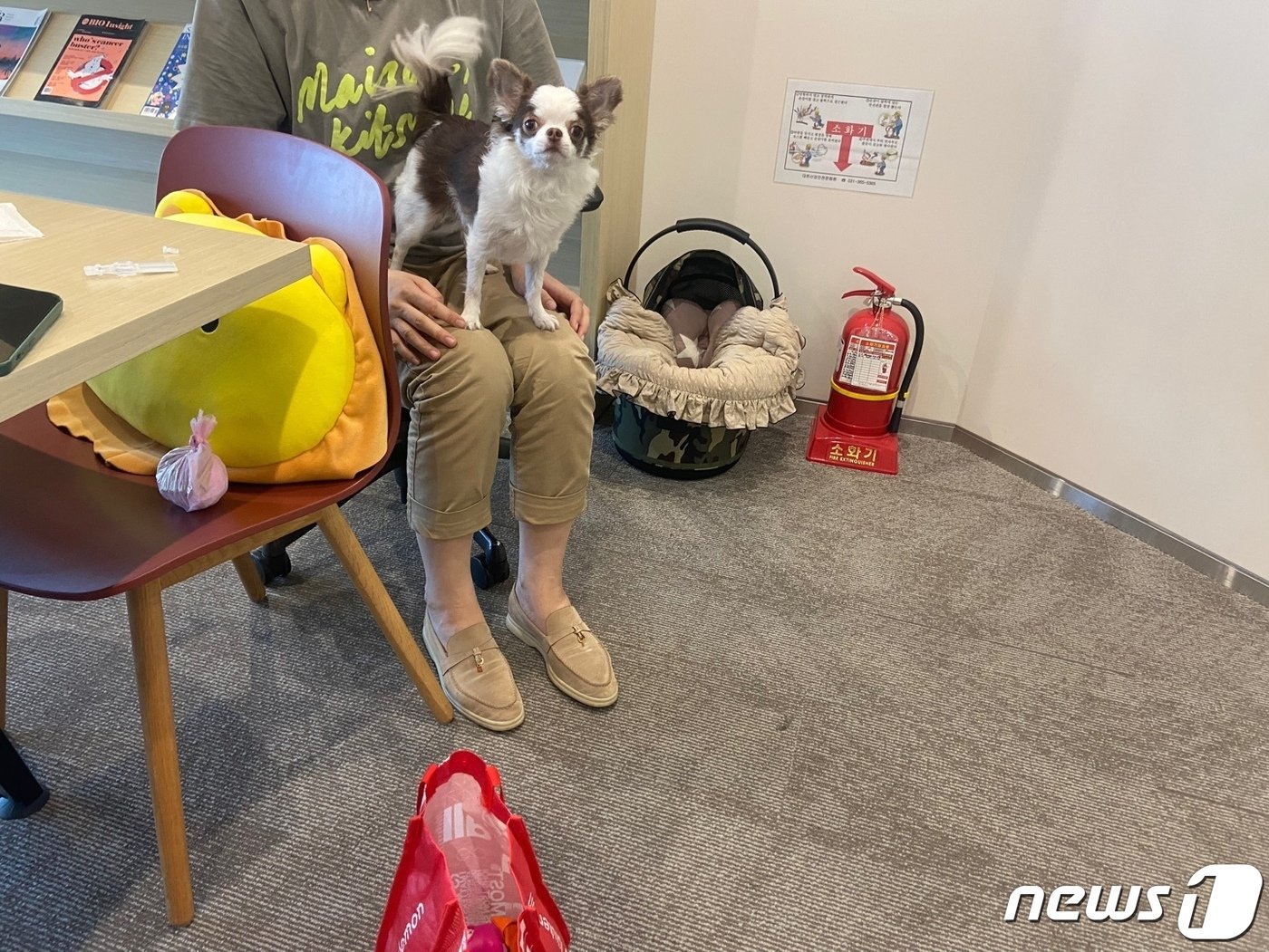 본문 이미지 - 반려견을 사무실로 데려와 근무 중인 노을 직원./ⓒ News1
