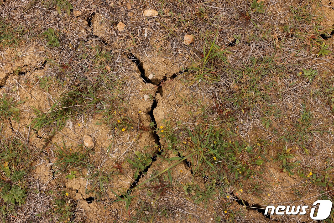 본문 이미지 - 27일(현지시간) 스페인 론다의 잔디밭이 이상고온으로 인한 가뭄으로 쩍 갈라졌다. ⓒ 로이터=뉴스1 ⓒ News1 권진영 기자