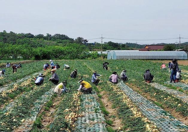 전남도, 마늘·양파 안정적 수급 관리에 온 '힘'