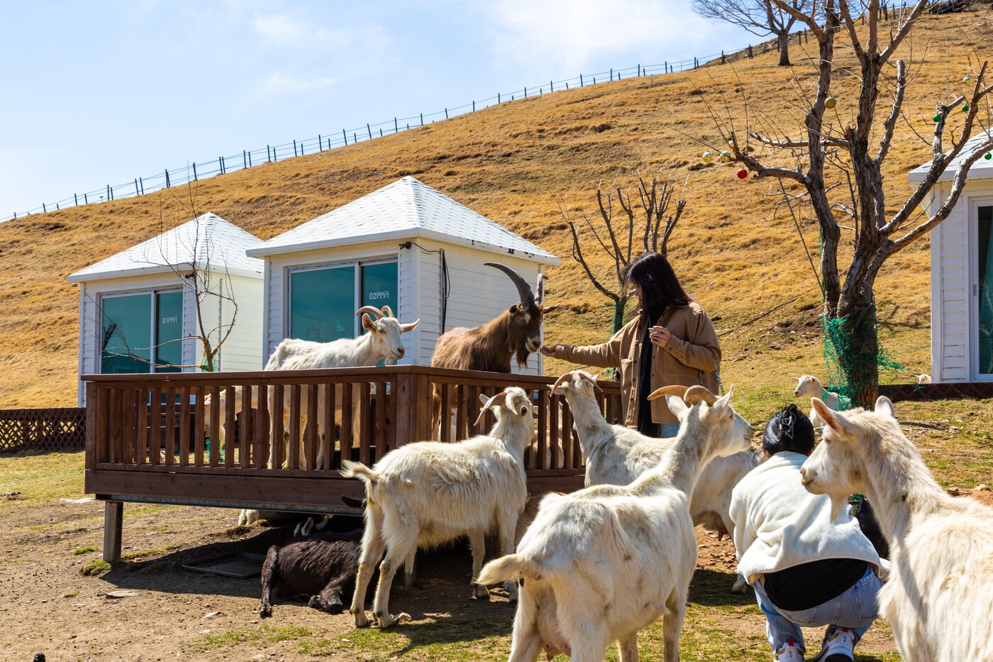 본문 이미지 - 먹이를 들고 있으면 유산양이 몰려든다(한국관광공사 제공)