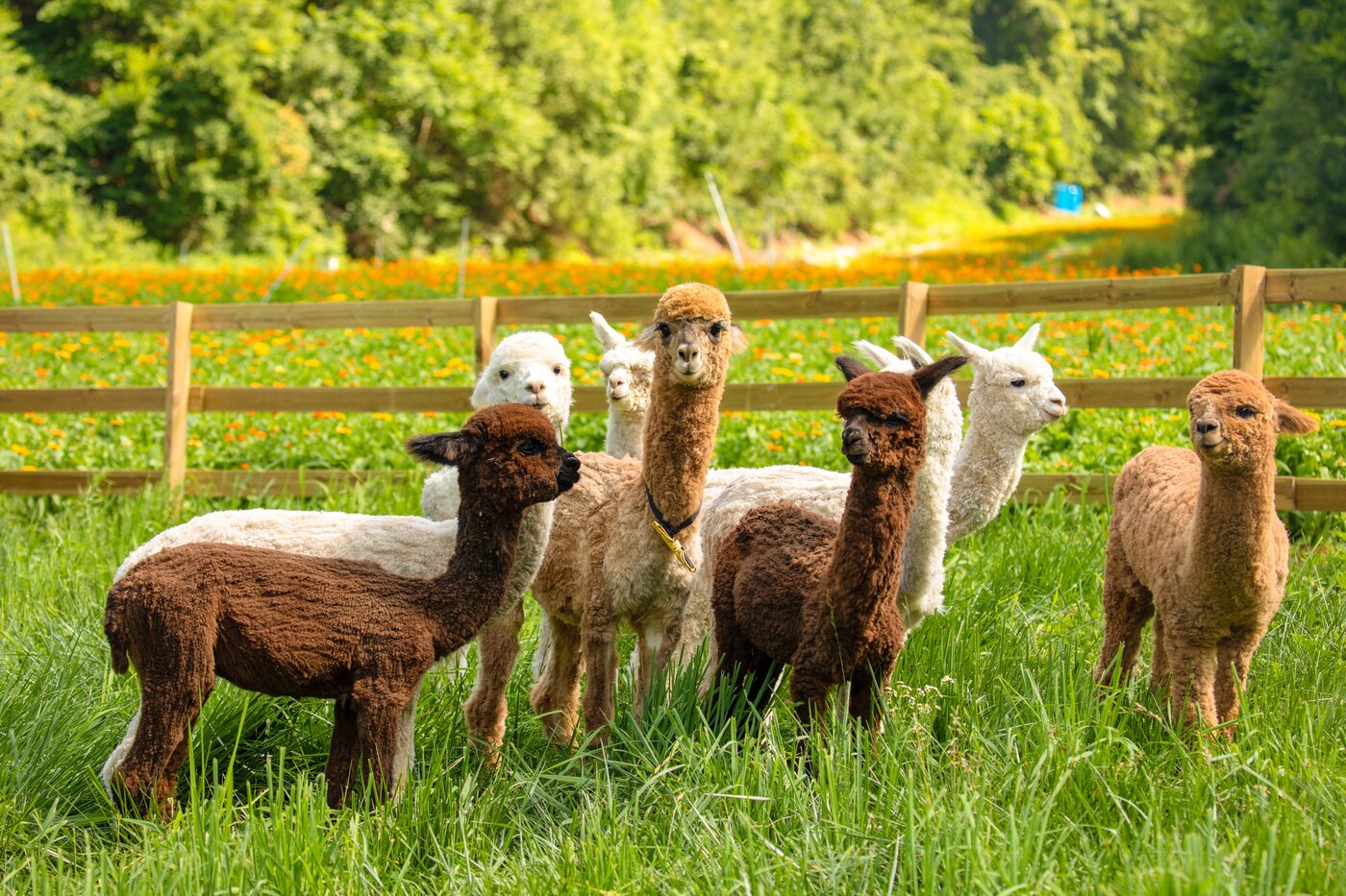 본문 이미지 - 애니포레_애니포레에는 귀여운 알파카들이 자유롭게 노닐고 있다(모나용평제공)