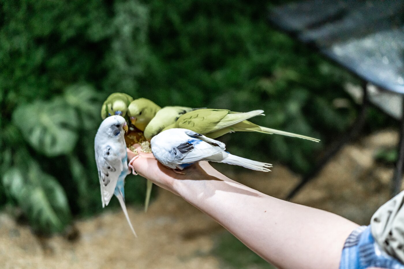 본문 이미지 - 새들과 교감하는 시간, 벨포레목장의 네스트조류관(한국관광공사 제공)