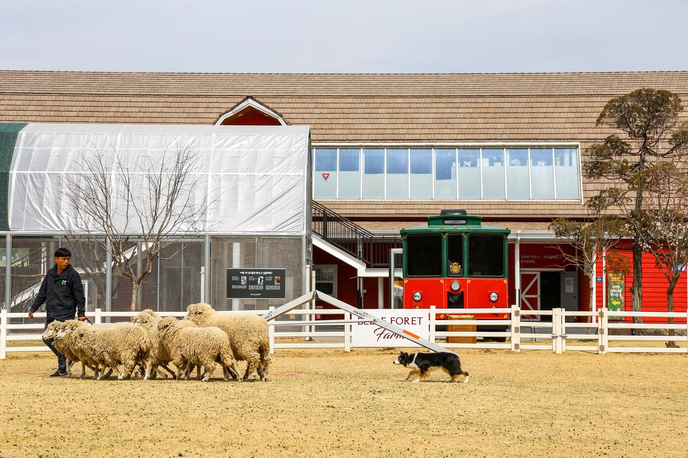 본문 이미지 - 멋진 양몰이 공연을 선보이고 있는 보더콜리(한국관광공사 제공)