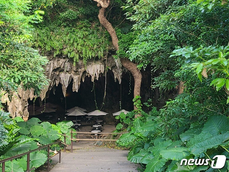 본문 이미지 - 강가라 계곡 동굴 카페, 큰 잎을 가진 쿠와즈이모가 보인다. ⓒ News1