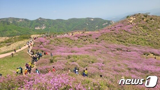 본문 이미지 - 경남 합천군 황매산철쭉군락지(합천군 제공). 2023.4.30/뉴스1
