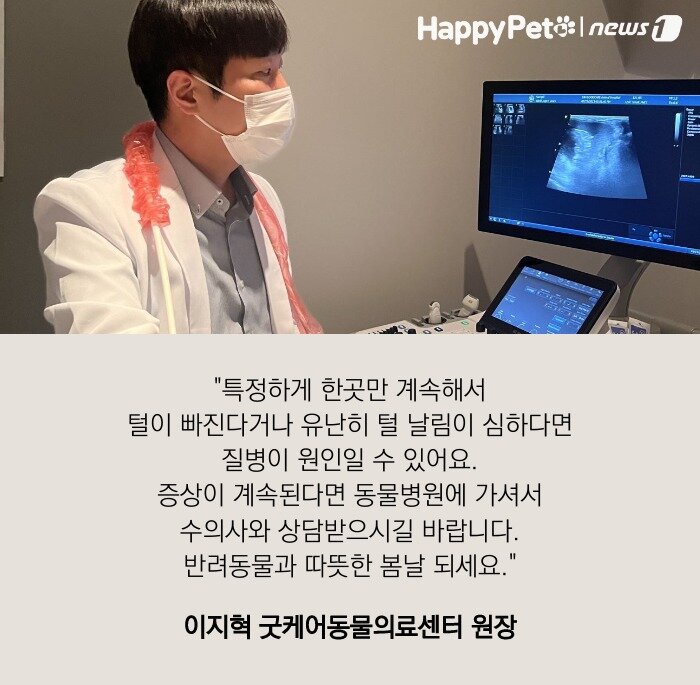 본문 이미지 -   펫카드&#40;카드뉴스 제작툴_tyle.io&#41; 